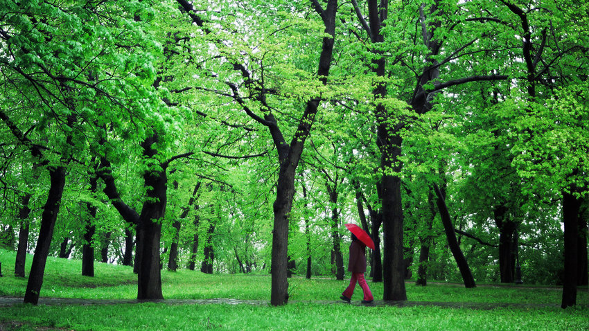 Little Red Riding Hood